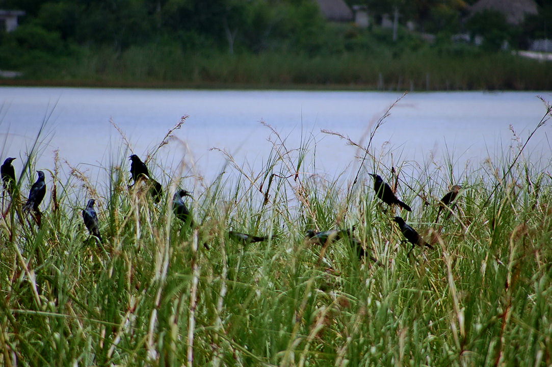 Foto de Coba, México