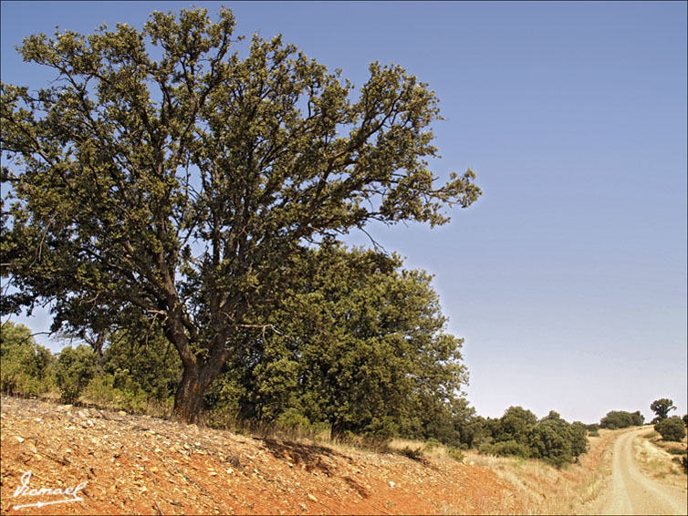 Foto de Ariza (Zaragoza), España