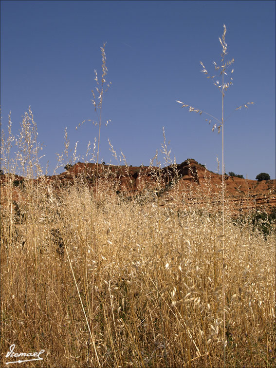 Foto de Ariza (Zaragoza), España