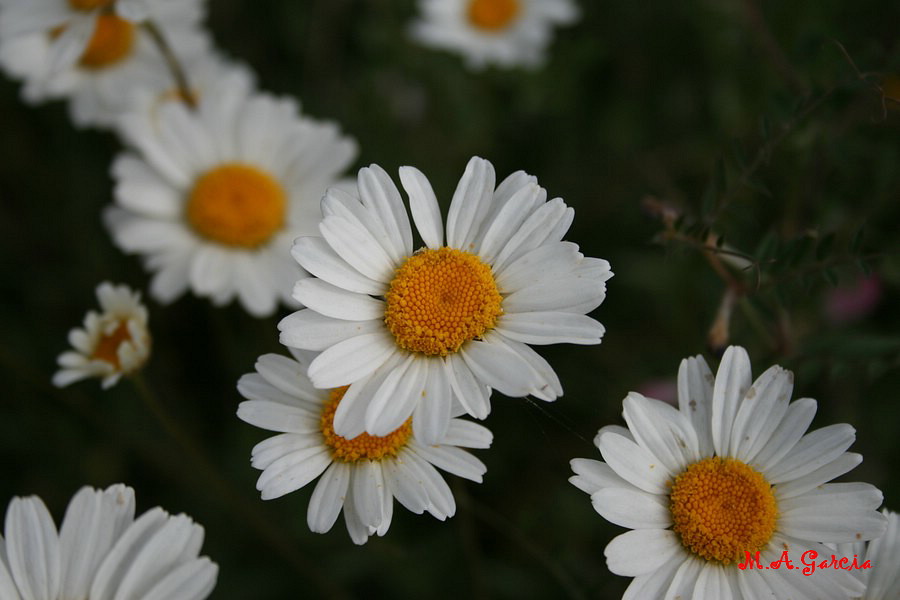 Foto de Respenda de la Peña (Palencia), España