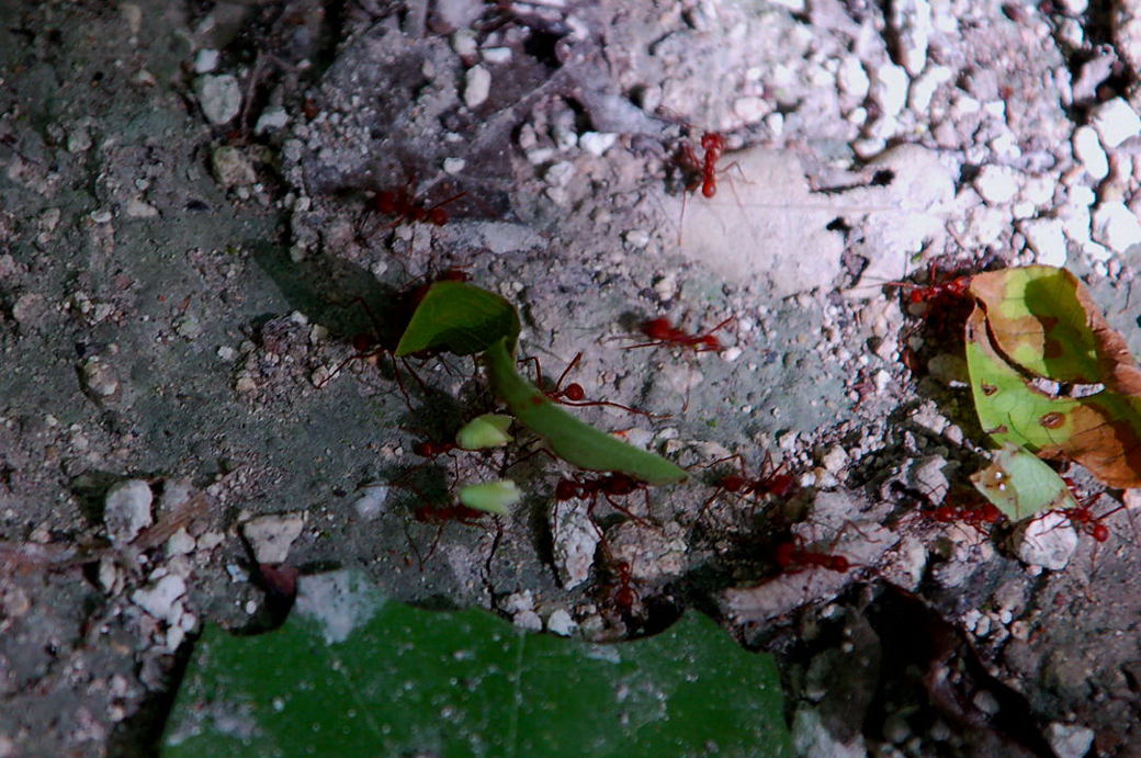 Foto de Xpuhil, México