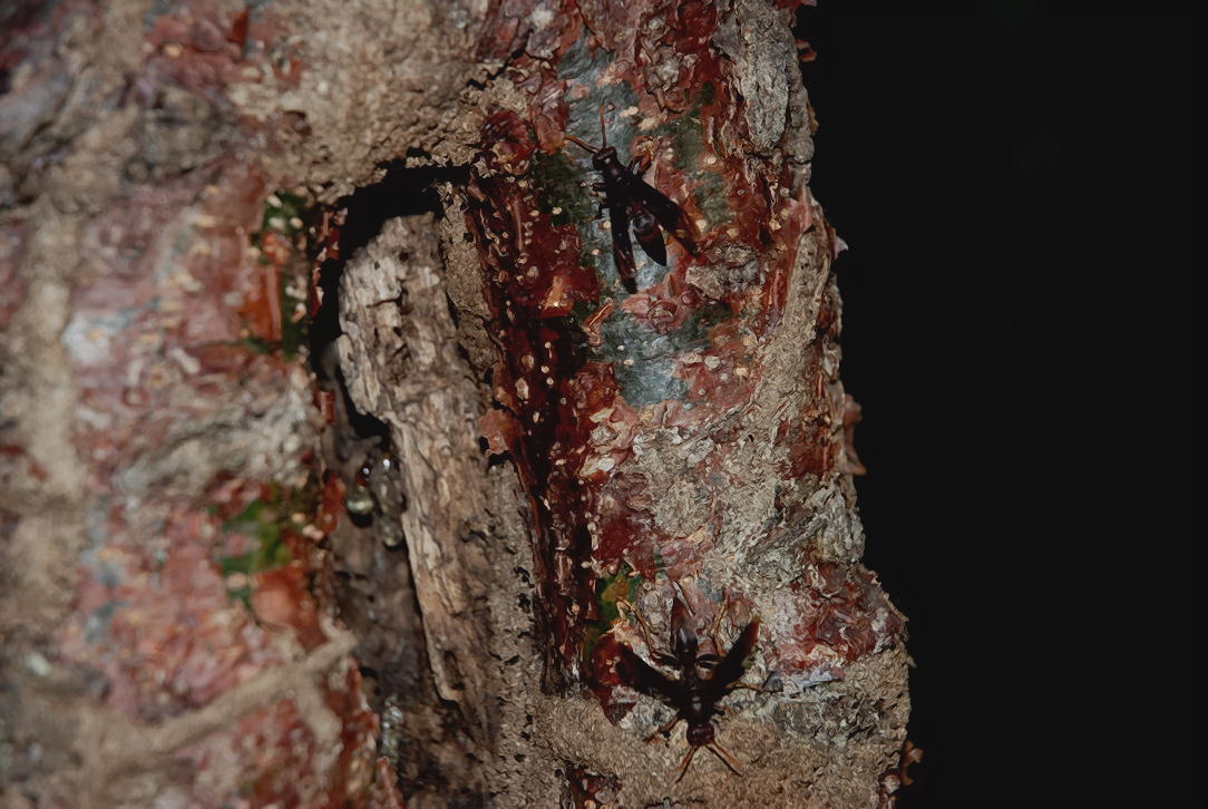 Foto de Xpuhil, México