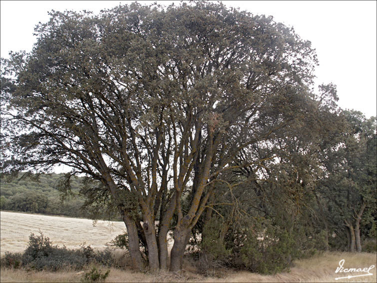 Foto de Alconchel de Ariza (Zaragoza), España