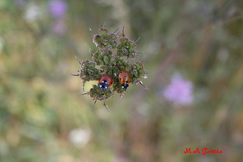 Foto de Respenda de la Peña (Palencia), España