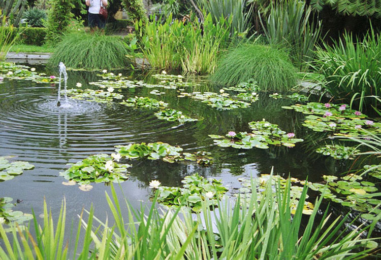 Foto de Puerto de la Cruz (Santa Cruz de Tenerife), España