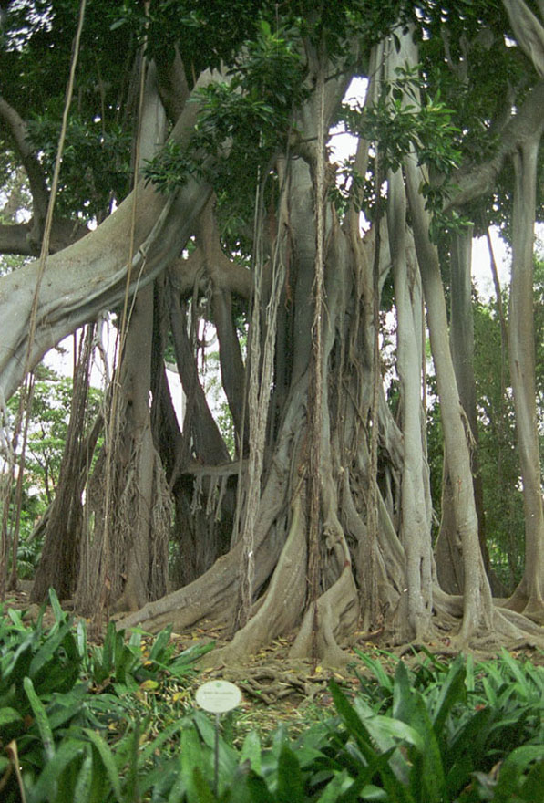 Foto de Puerto de la Cruz (Santa Cruz de Tenerife), España