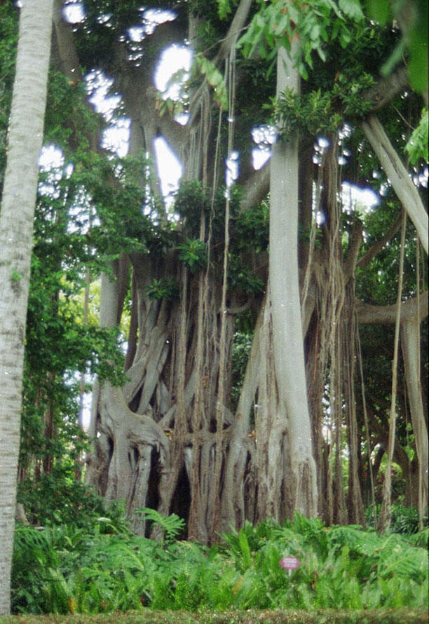 Foto de Puerto de la Cruz (Santa Cruz de Tenerife), España