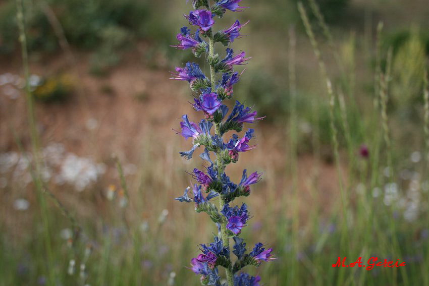 Foto de Respenda de la Peña (Palencia), España