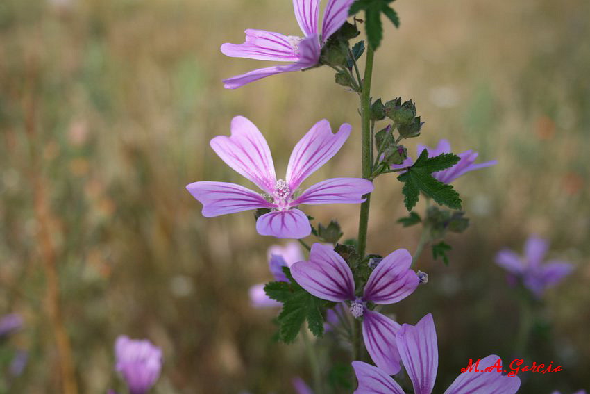 Foto de Respenda de la Peña (Palencia), España