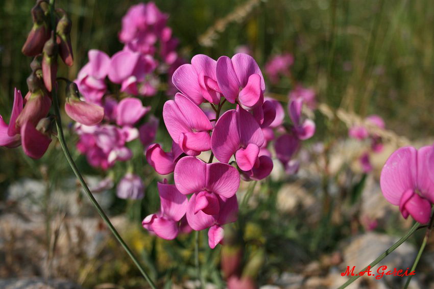 Foto de Respenda de la Peña (Palencia), España