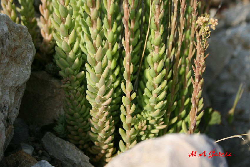 Foto de Respenda de la Peña (Palencia), España