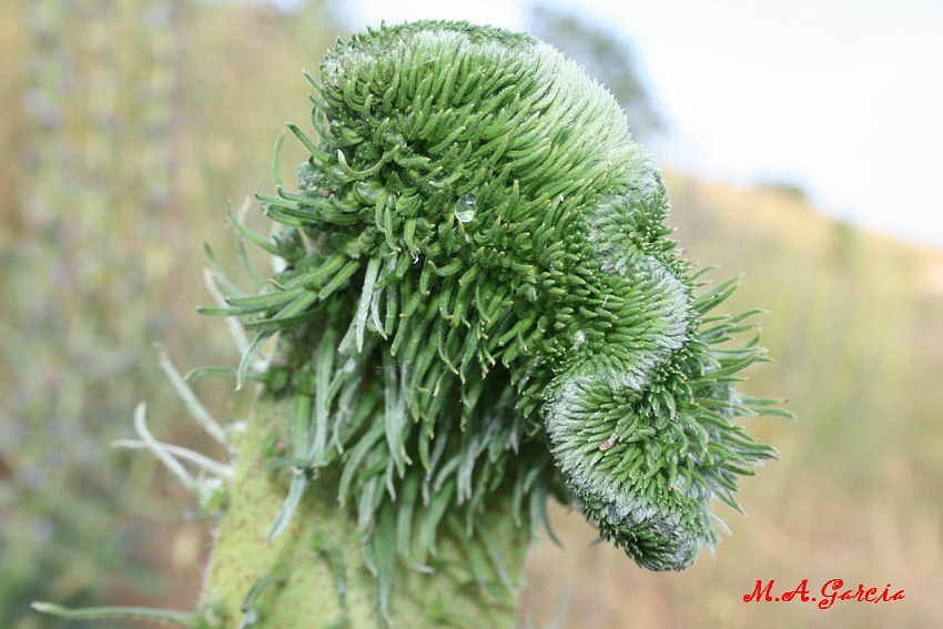 Foto de Respenda de la Peña (Palencia), España