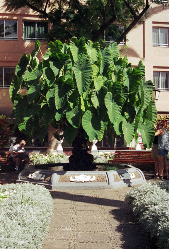 Foto de Puerto de la Cruz (Santa Cruz de Tenerife), España