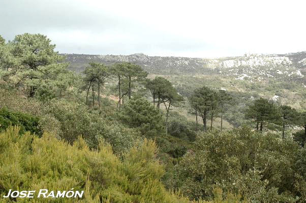 Foto de Algeciras (Cádiz), España