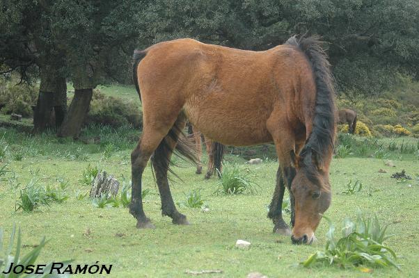 Foto de Algeciras (Cádiz), España