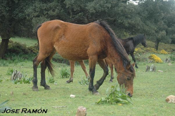 Foto de Algeciras (Cádiz), España