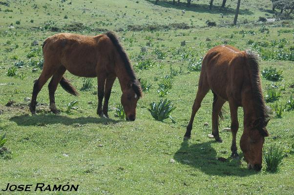 Foto de Algeciras (Cádiz), España