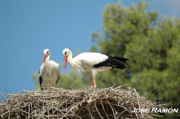 Foto de Alcalá de los Gazules (Cádiz), España