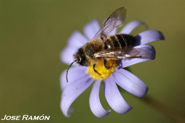 Foto de Alcalá de los Gazules (Cádiz), España