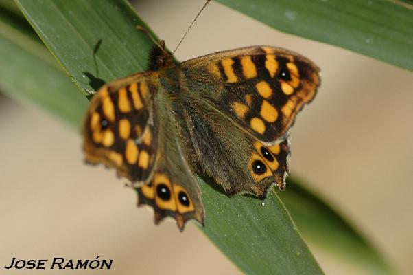 Foto de Alcalá de los Gazules (Cádiz), España