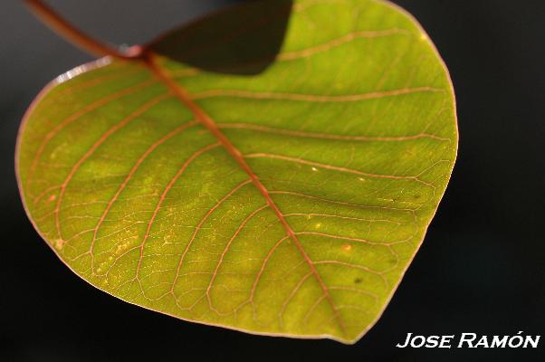 Foto de Jerez de la Frontera (Cádiz), España