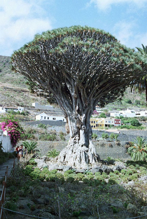 Foto de Icod de los Vinos (Santa Cruz de Tenerife), España