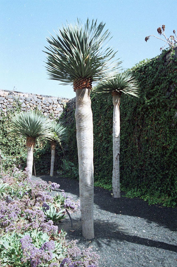 Foto de Icod de los Vinos (Santa Cruz de Tenerife), España
