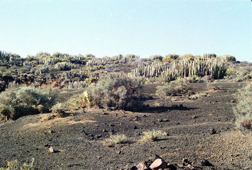 Foto de Cañadas del Teide (Santa Cruz de Tenerife), España