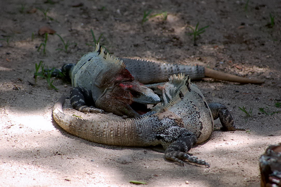 Foto de Xcaret, México