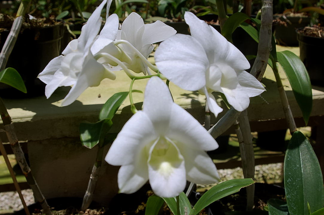 Foto de Xcaret, México