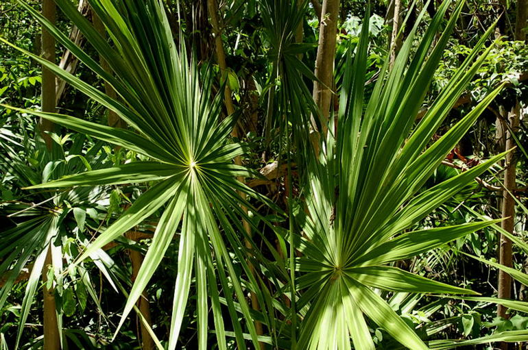 Foto de Xcaret, México