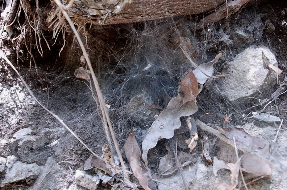 Foto de Xcaret, México