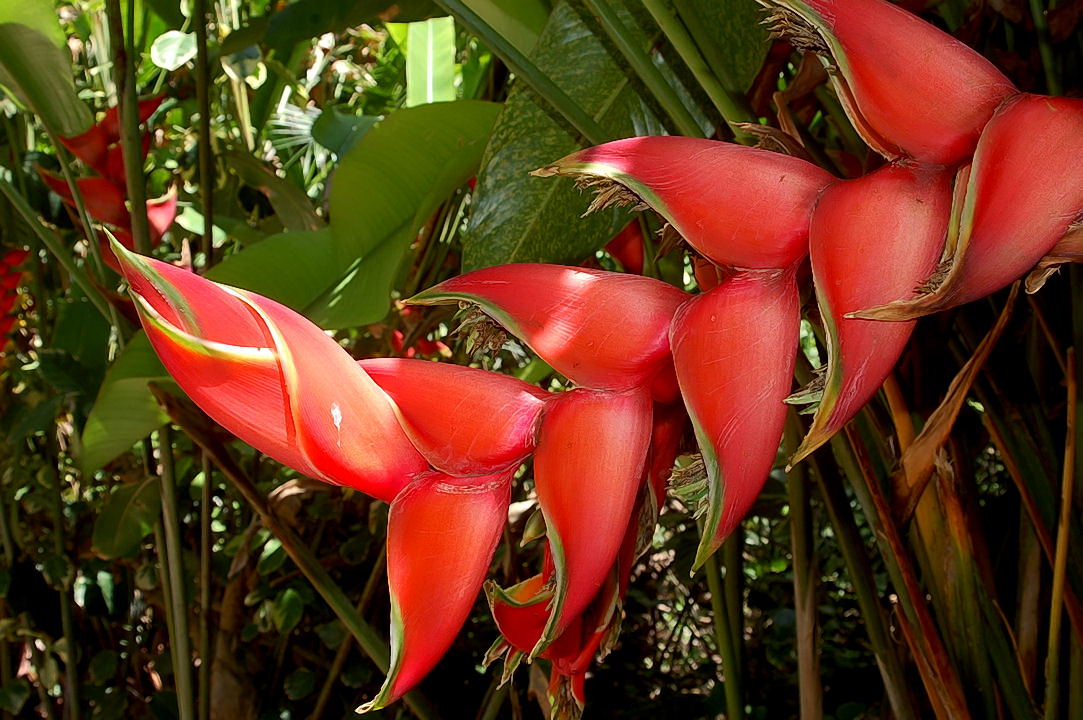 Foto de Xcaret, México