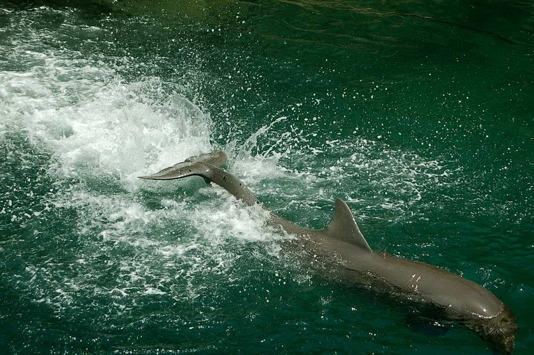 Foto de Xcaret, México