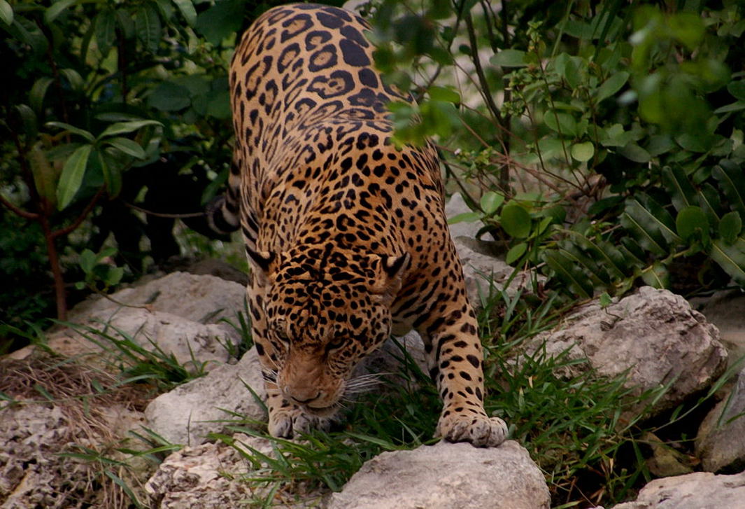 Foto de Xcaret, México