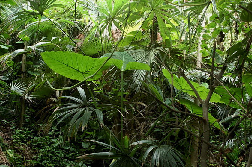 Foto de Xcaret, México