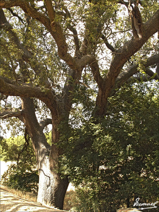 Foto de Embid de Ariza (Zaragoza), España