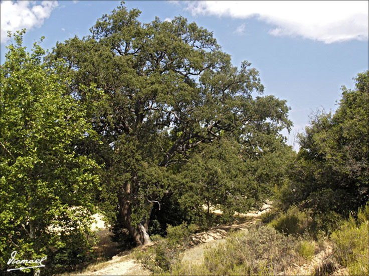 Foto de Embid de Ariza (Zaragoza), España