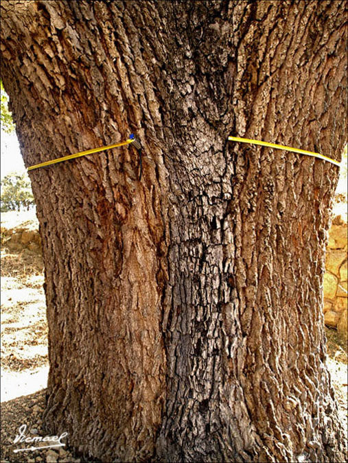 Foto de Embid de Ariza (Zaragoza), España