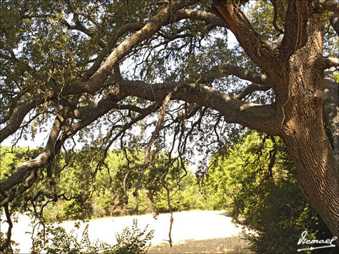 Foto de Embid de Ariza (Zaragoza), España
