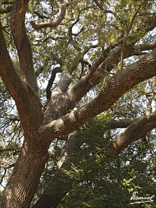 Foto de Embid de Ariza (Zaragoza), España