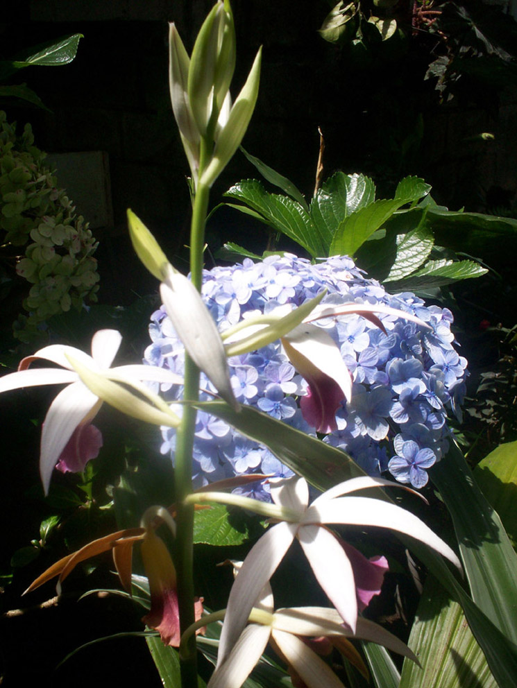 Foto de Alajuela, Costa Rica