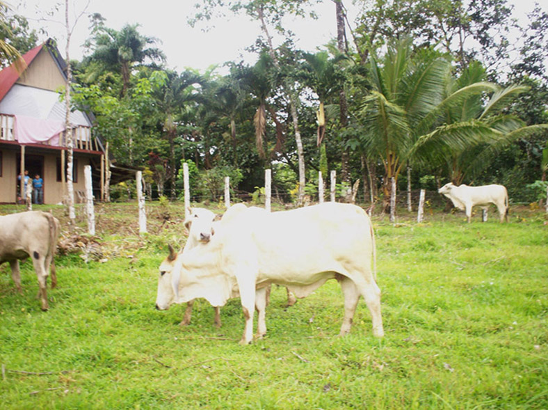 Foto de Upala, Costa Rica