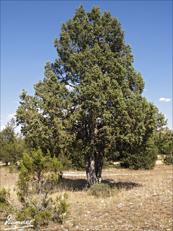 Foto de Mochales (Guadalajara), España