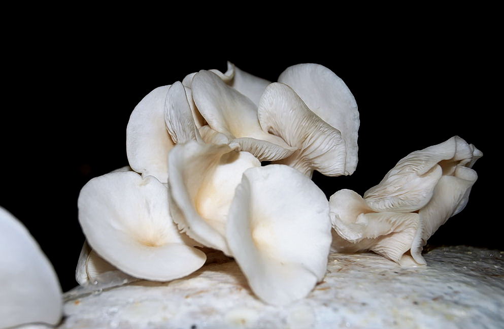 Foto de Xcaret, México