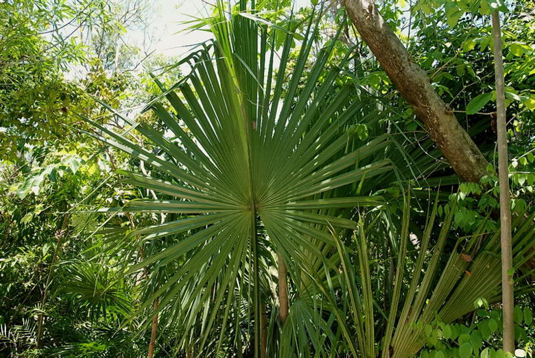 Foto de Xcaret, México