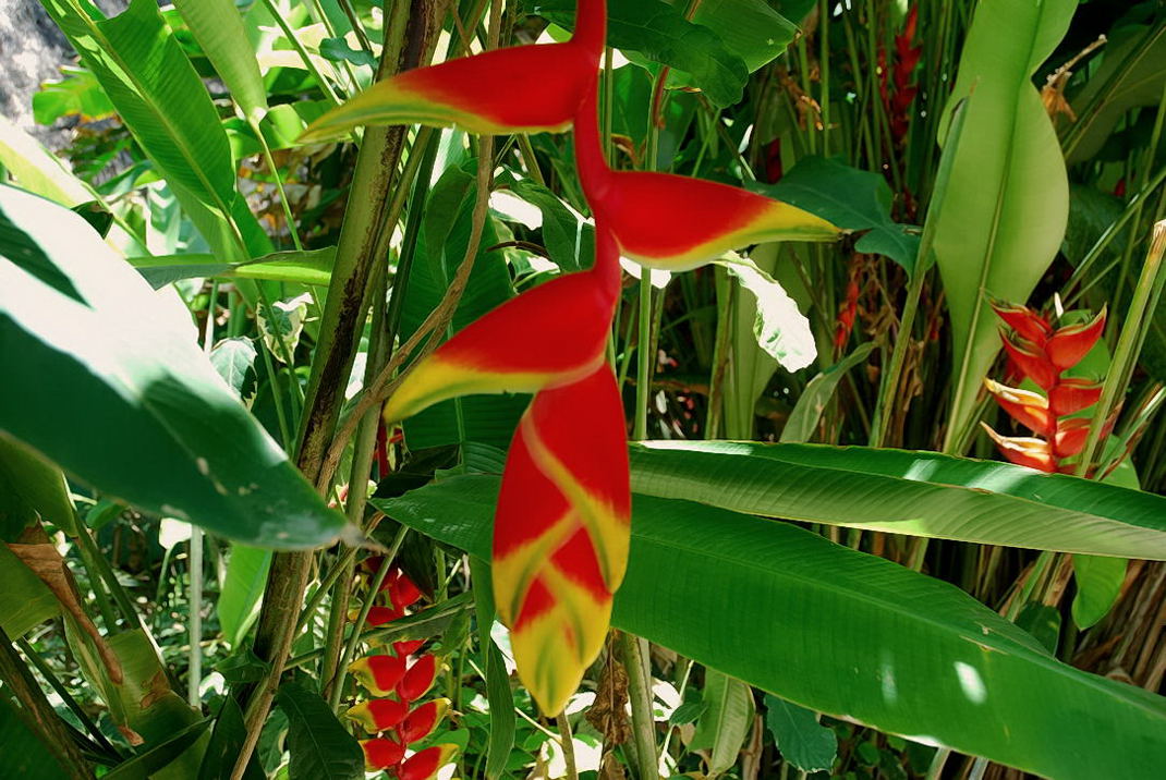 Foto de Xcaret, México