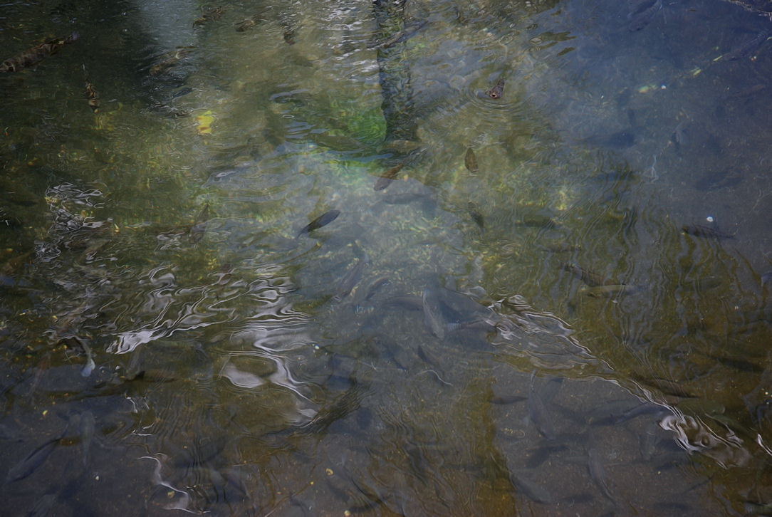 Foto de Xcaret, México