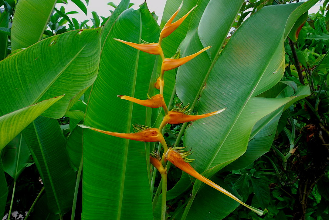 Foto de Xcaret, México
