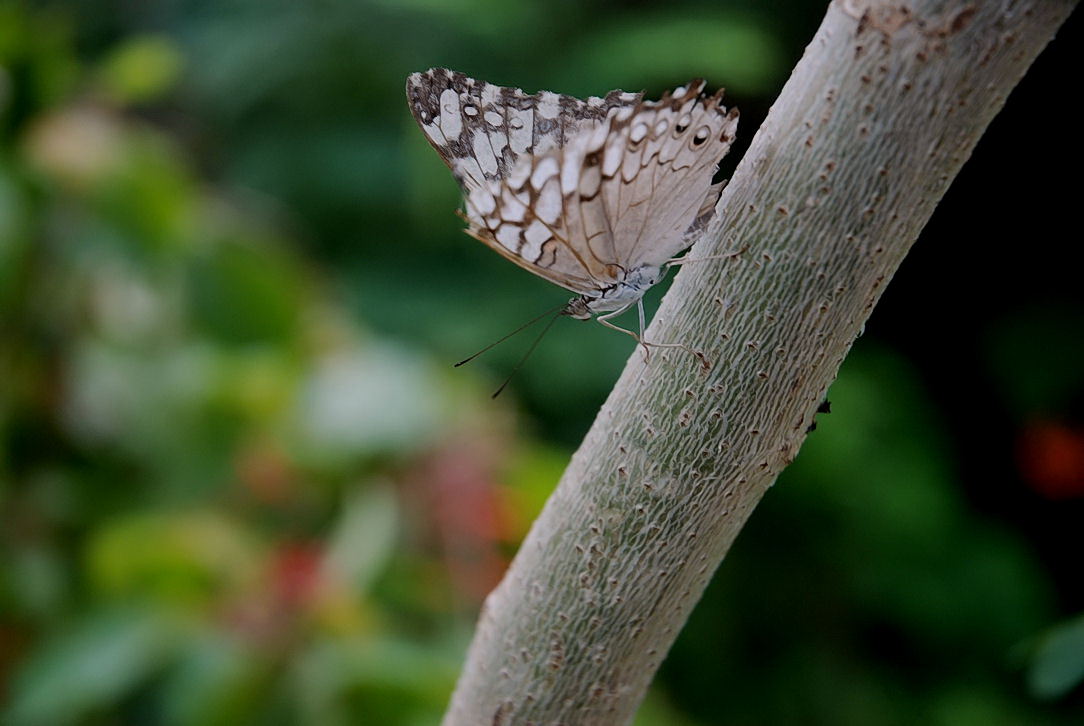 Foto de Xcaret, México